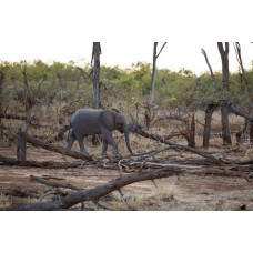 De beers elephant conservation initiative